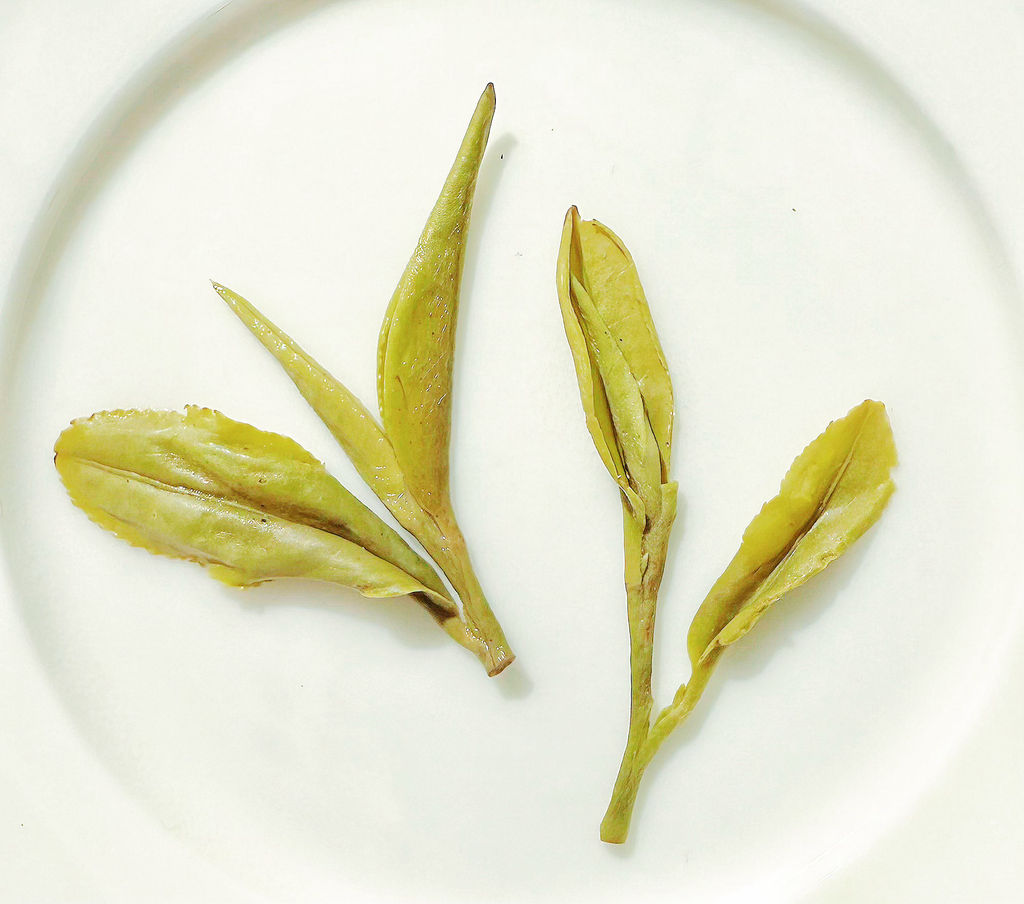 Silk & Mist - Xin Yang Mao Jian 信陽毛尖